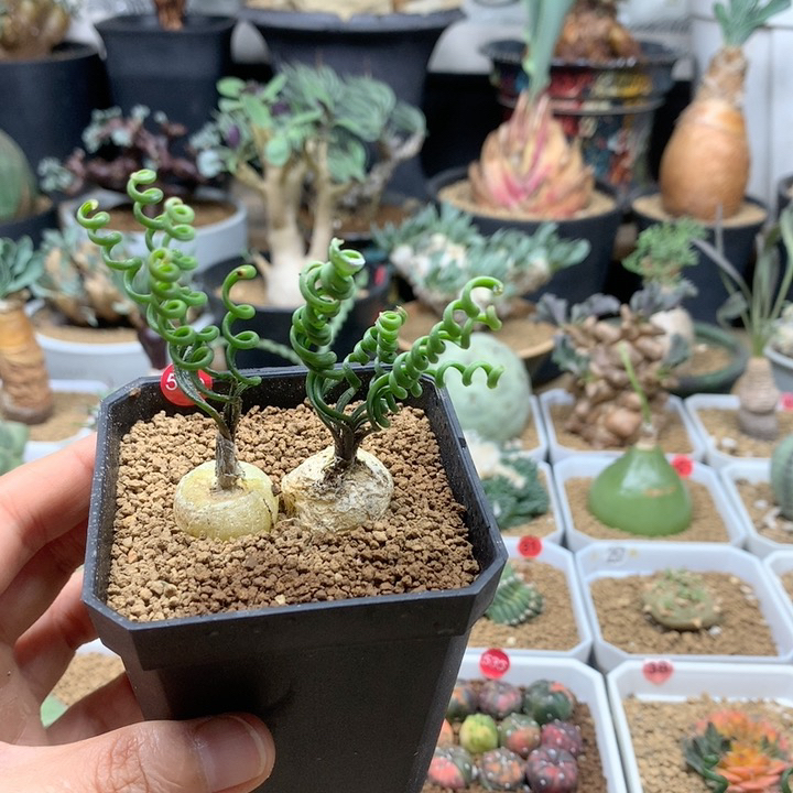 钢丝弹簧草2颗带盆519