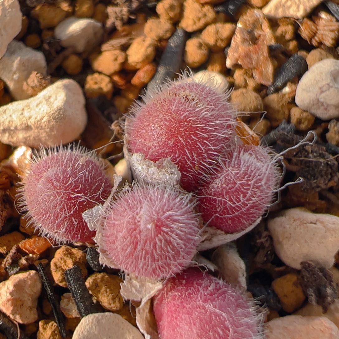 51多肉植物百科毛球