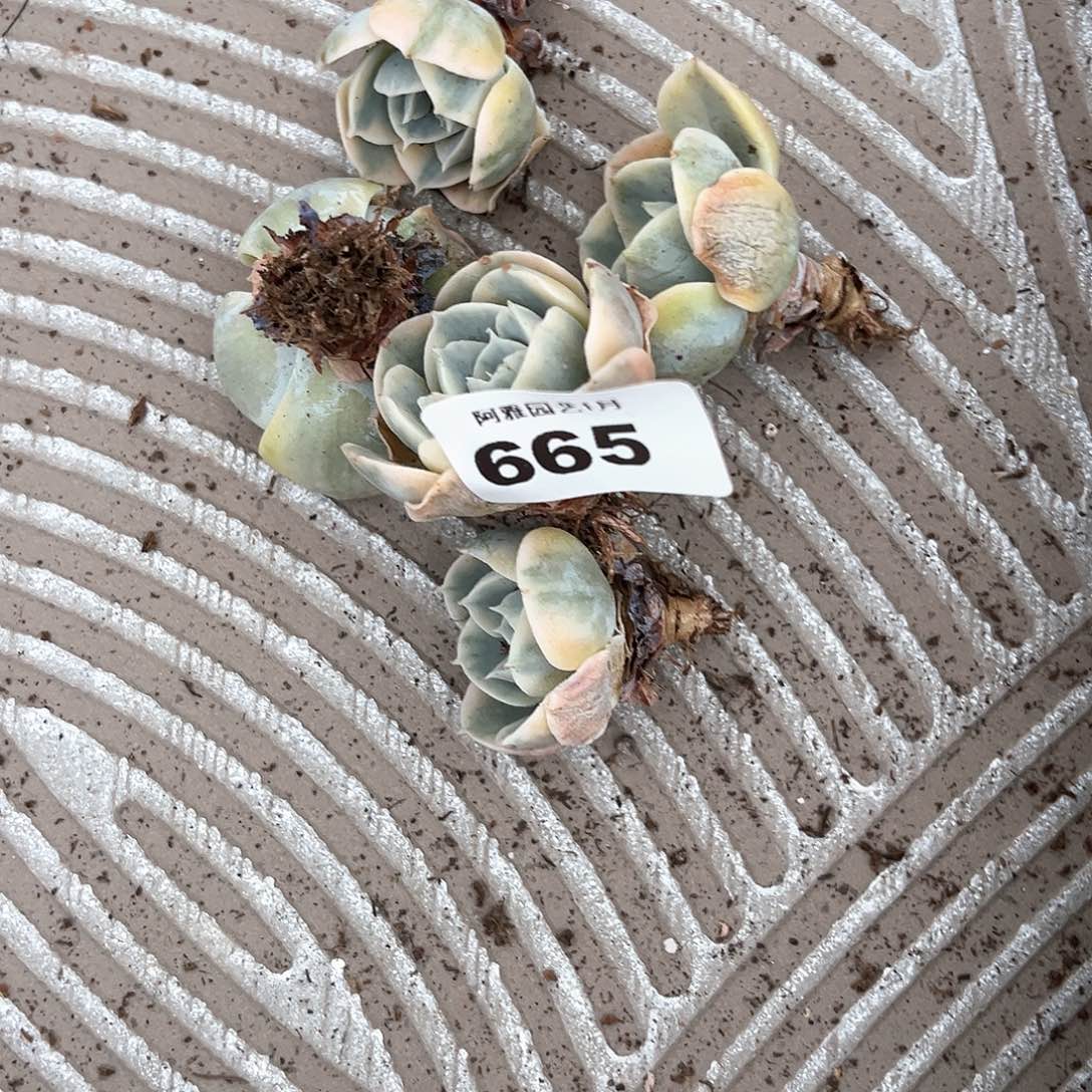 阿雅园艺。       665