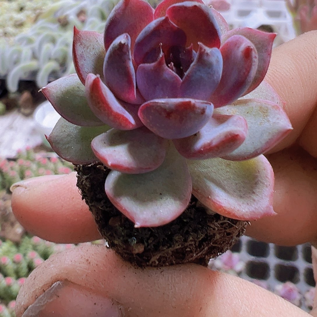 蓝莓3个19包邮多肉植物