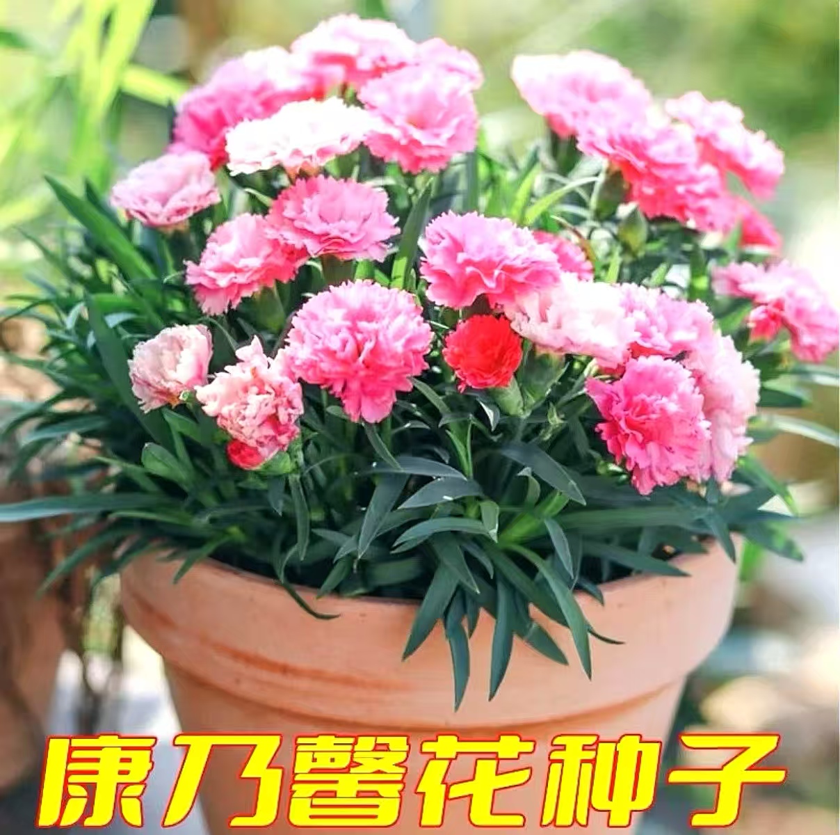 F【重瓣混色康乃馨花种子】四季易种阳台庭院盆栽地栽南北方种植商品图