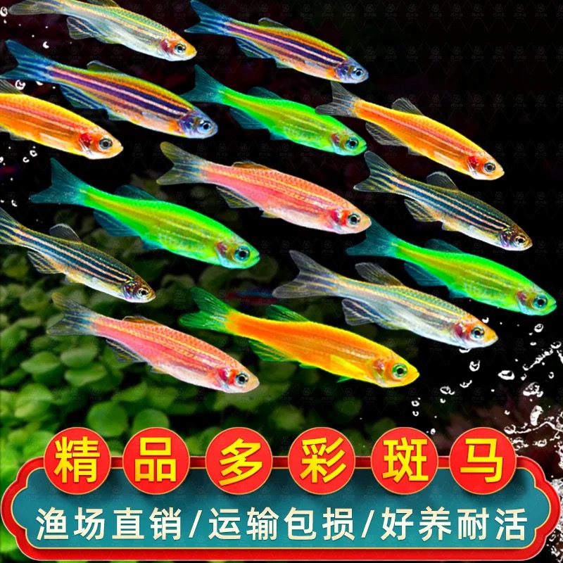 热带观赏鱼红蓝斑马鱼小型金鱼苗糖果彩斑精品孔雀鱼灯科冷水鱼