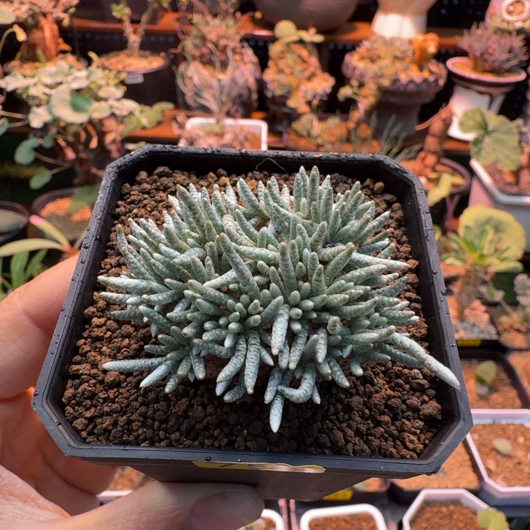 韧锦751 仙人掌仙人掌