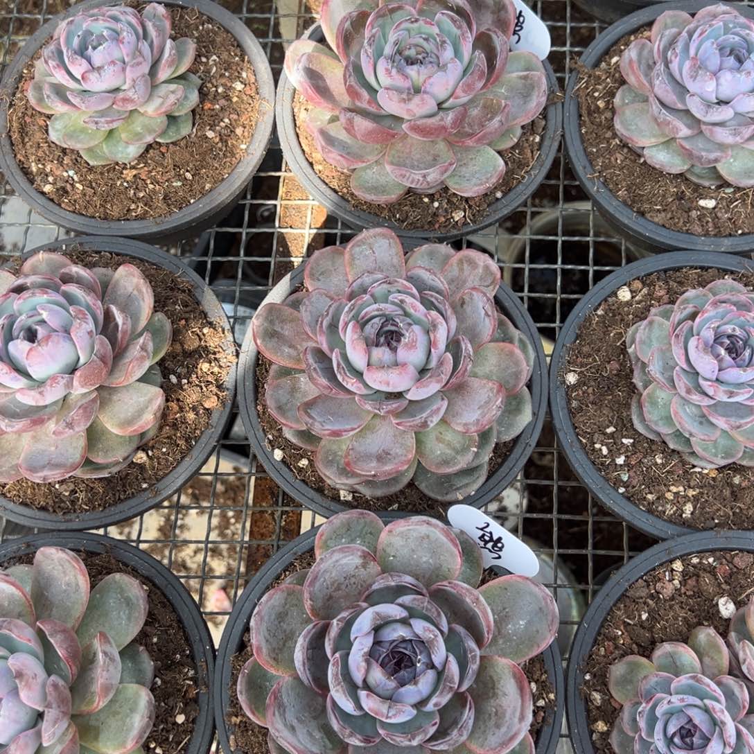 团***长会飞的熊黑橙子组合2颗寄养