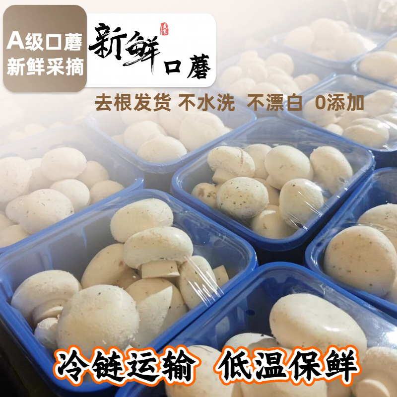 【当天现采】新鲜口蘑双孢菇源头采摘无添加火锅烧烤凉拌原产地直发