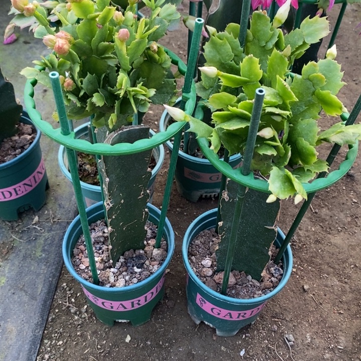 小***莉完全开放028 2277重瓣花