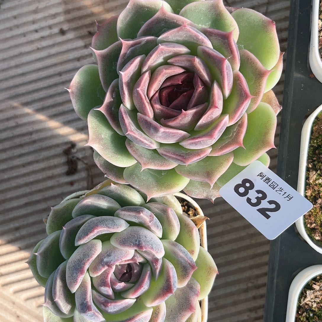 阿雅园艺。          832