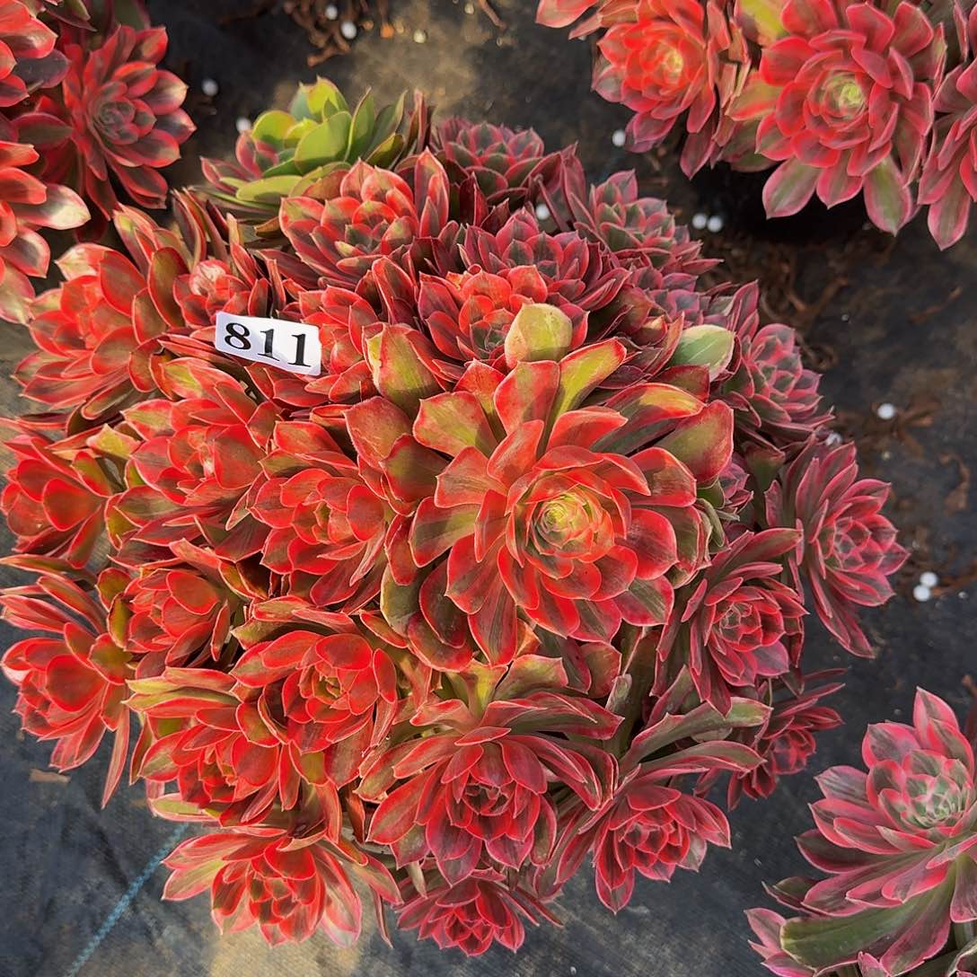 00000811焕纱多肉植物