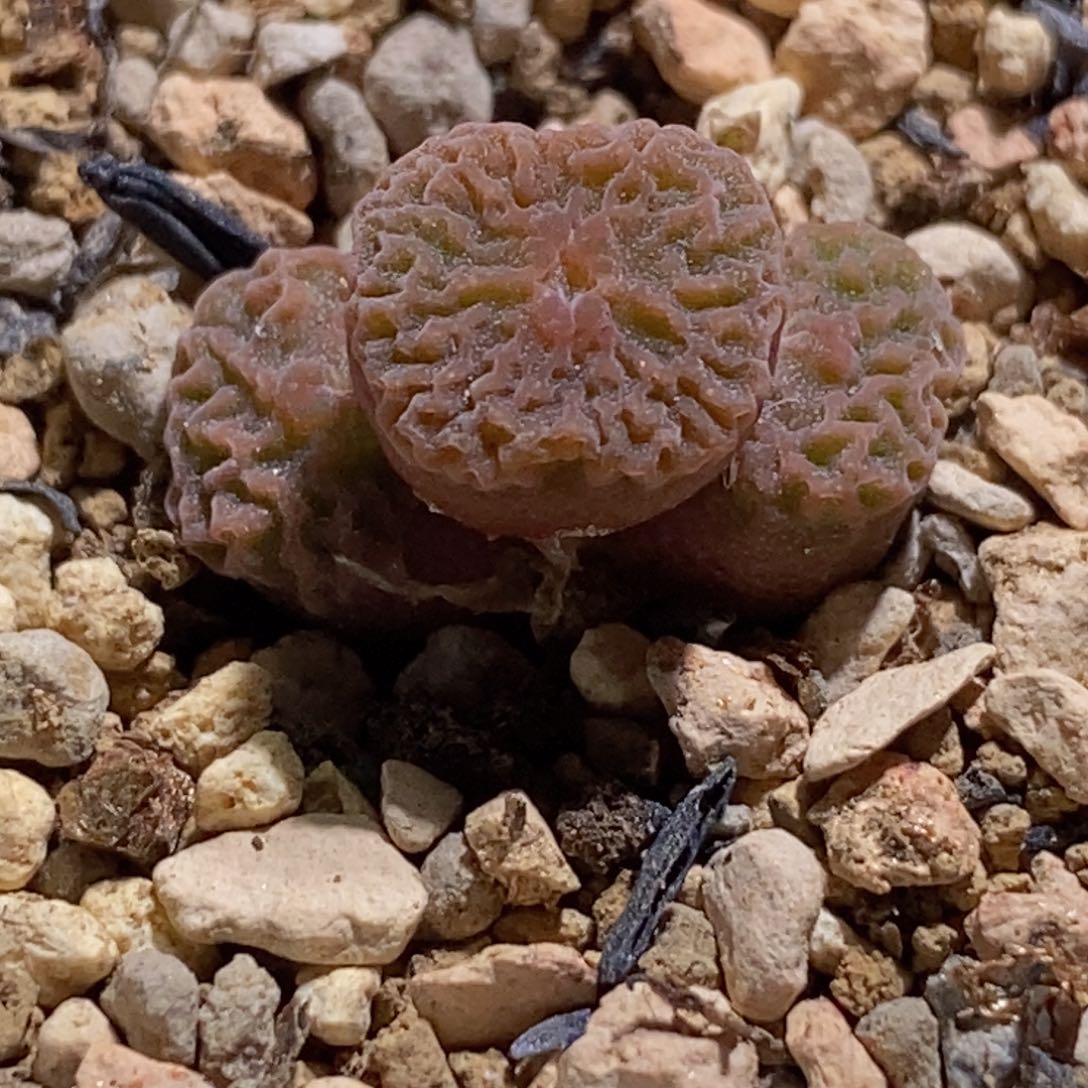 三头dt7778超烧母本