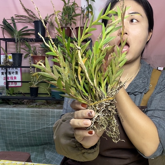 完全开放剑叶一份