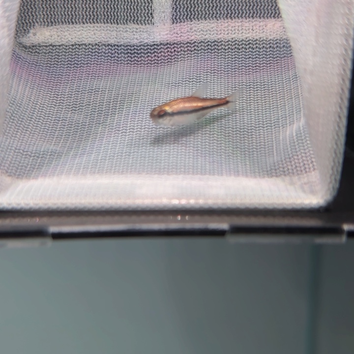 灯科鱼白金巧克力一条