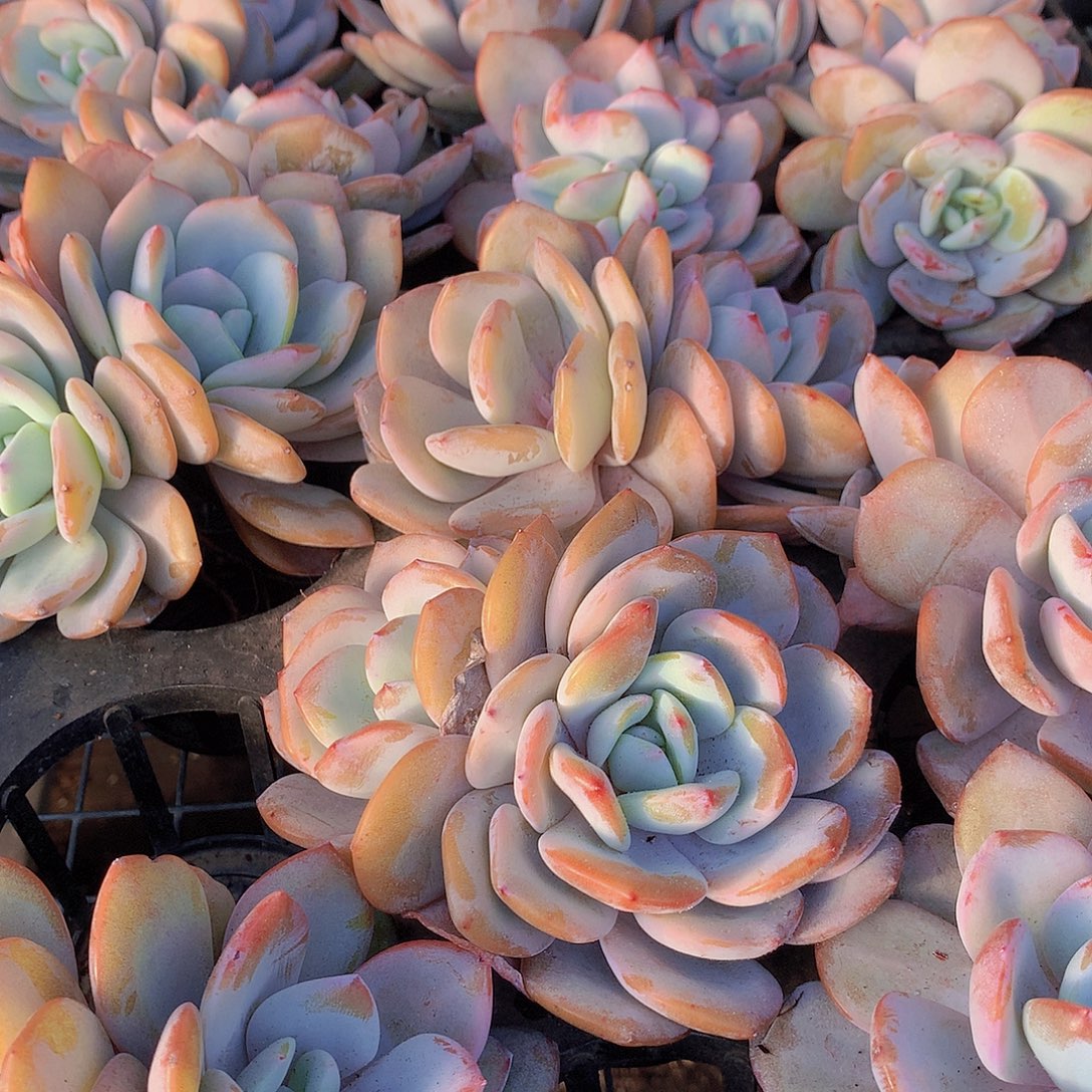 大双头韩奶茶356777899900