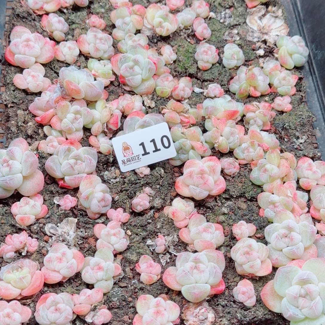 粉***坨多肉植物多肉植物