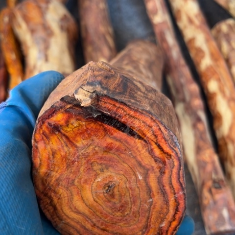 木专**砖黄花梨木料800木料