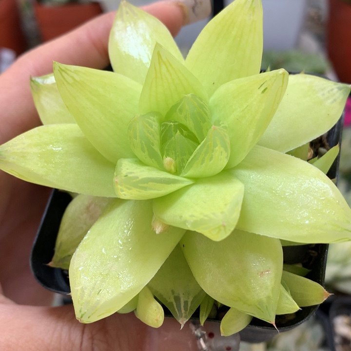 黄金菊带盆土发货