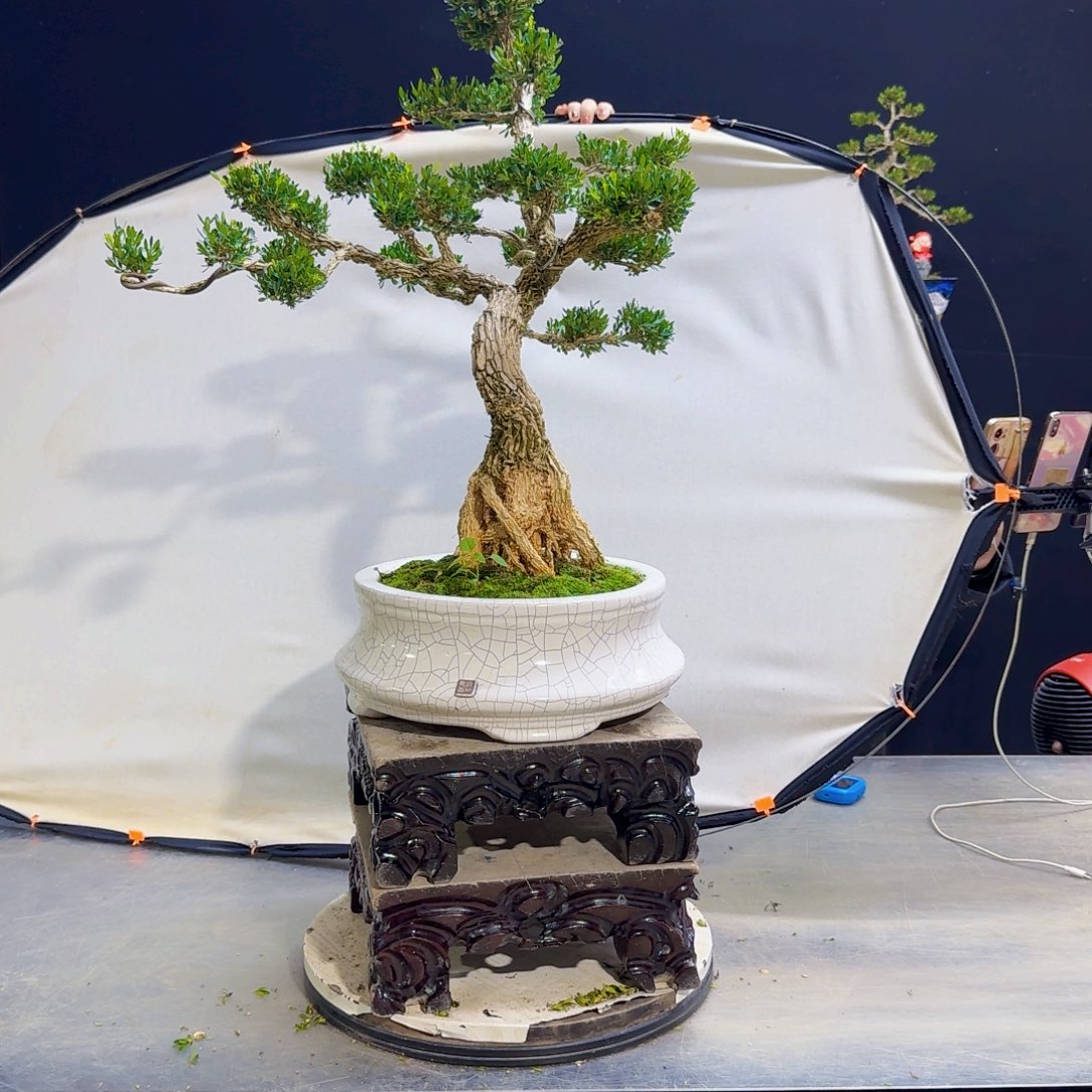 高端黄杨盆景艺术