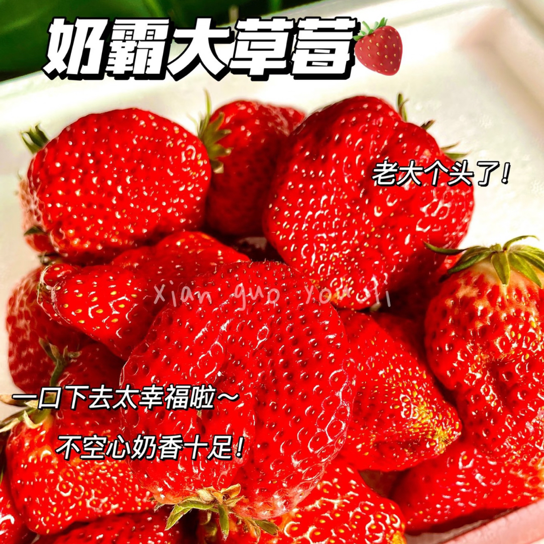 丹东九九奶霸草莓超大1.2斤一箱