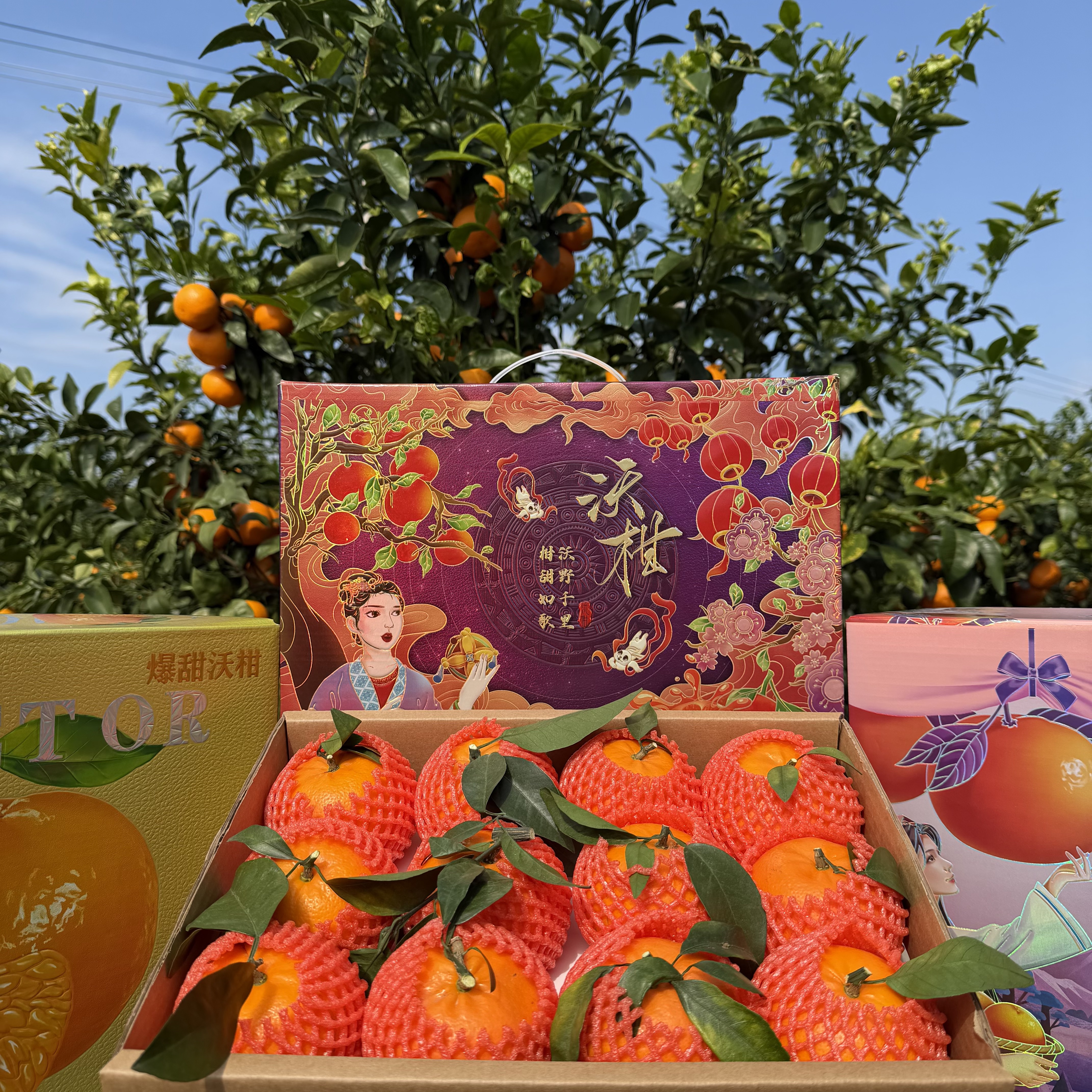 【精品礼盒武鸣沃柑】A级大果70mm+香甜多汁产地现摘高端年货送礼