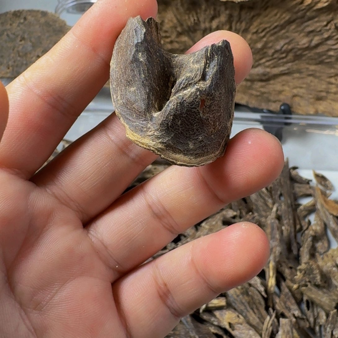 沉香碎屑沉香海南壳子1.4克