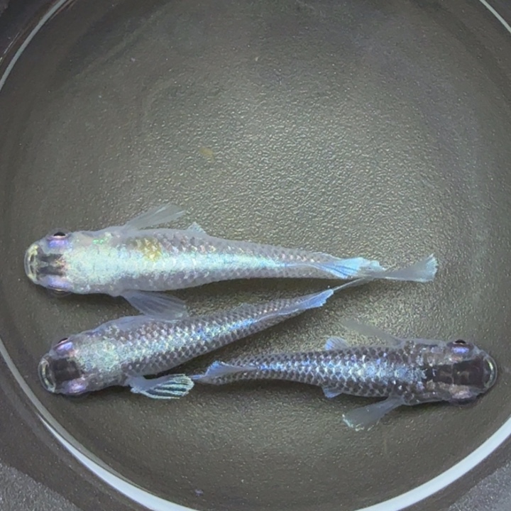 青鳉鱼体外光礼服13号