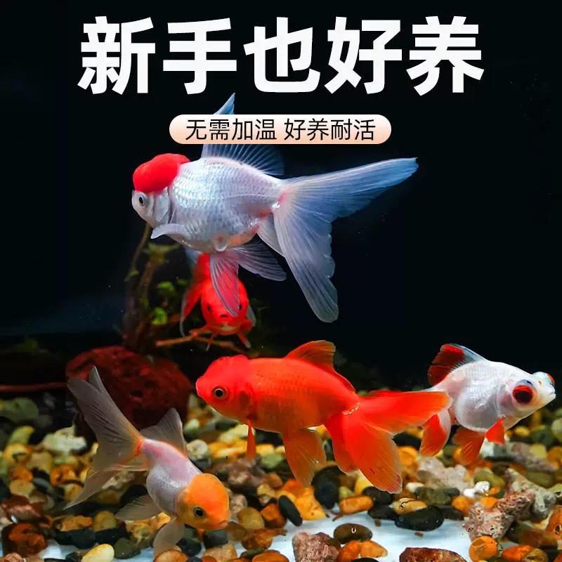 【福利国粹金鱼】5条6-8厘米耐活好养丹顶红狮龙睛冷水观赏鱼包邮