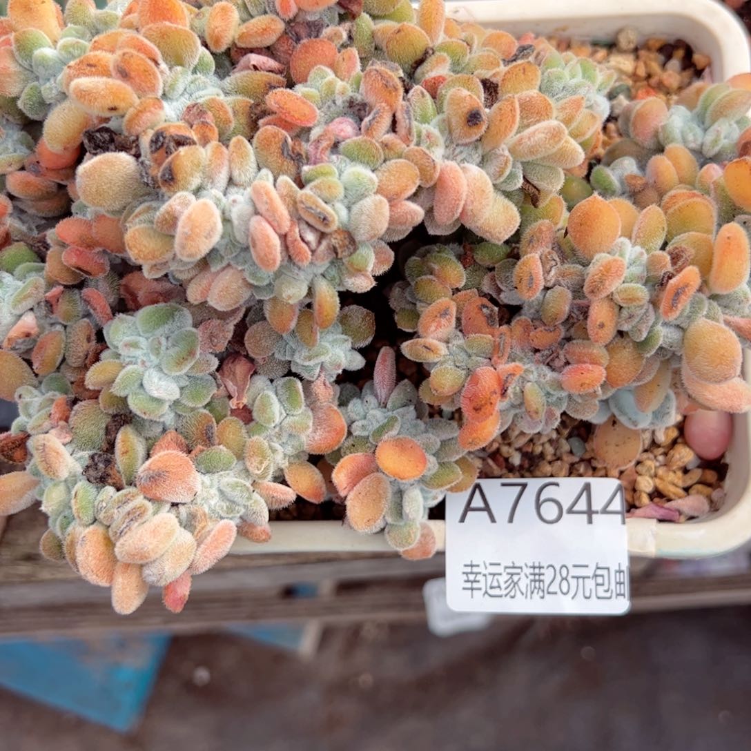 锦**?幸运的是我的朋友