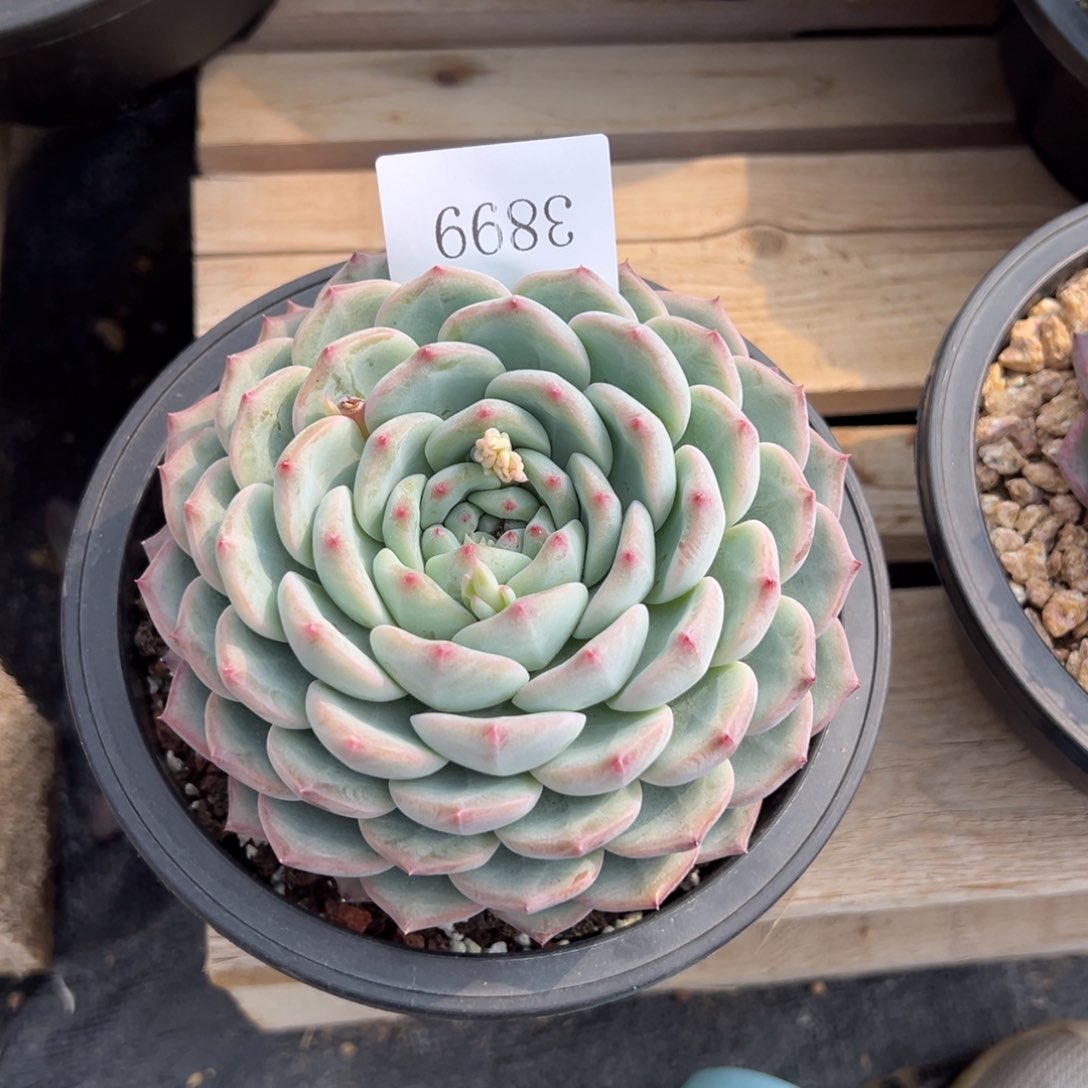 大**63899多肉多多多多多