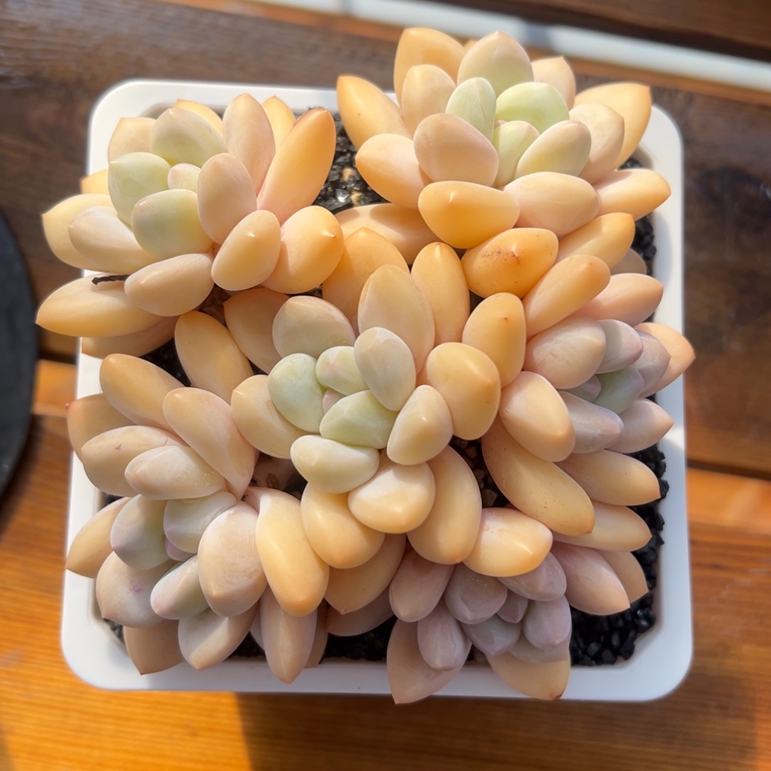 张张精品多肉香水