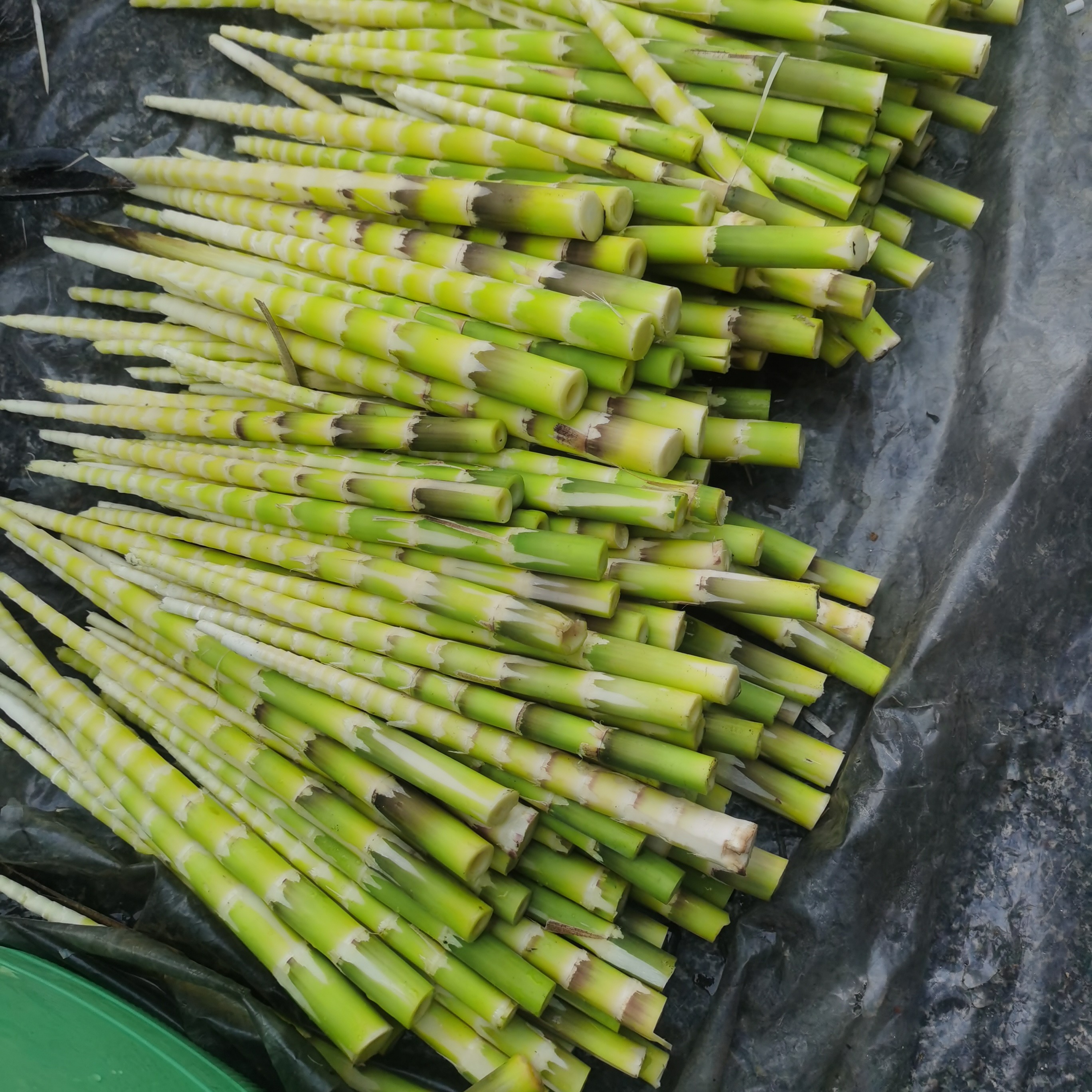 新鲜高山绿笋小竹笋嫩笋尖可用于串串火锅麻辣烫食材
