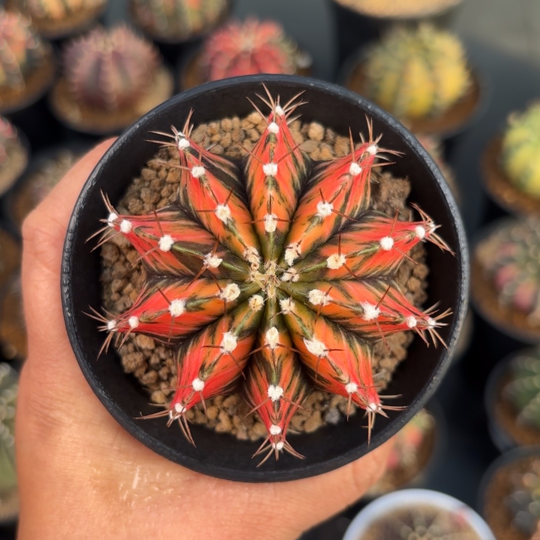 泰系米哈实生仙人球309