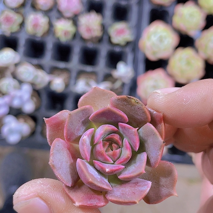 棕玫瑰【满10颗包邮】