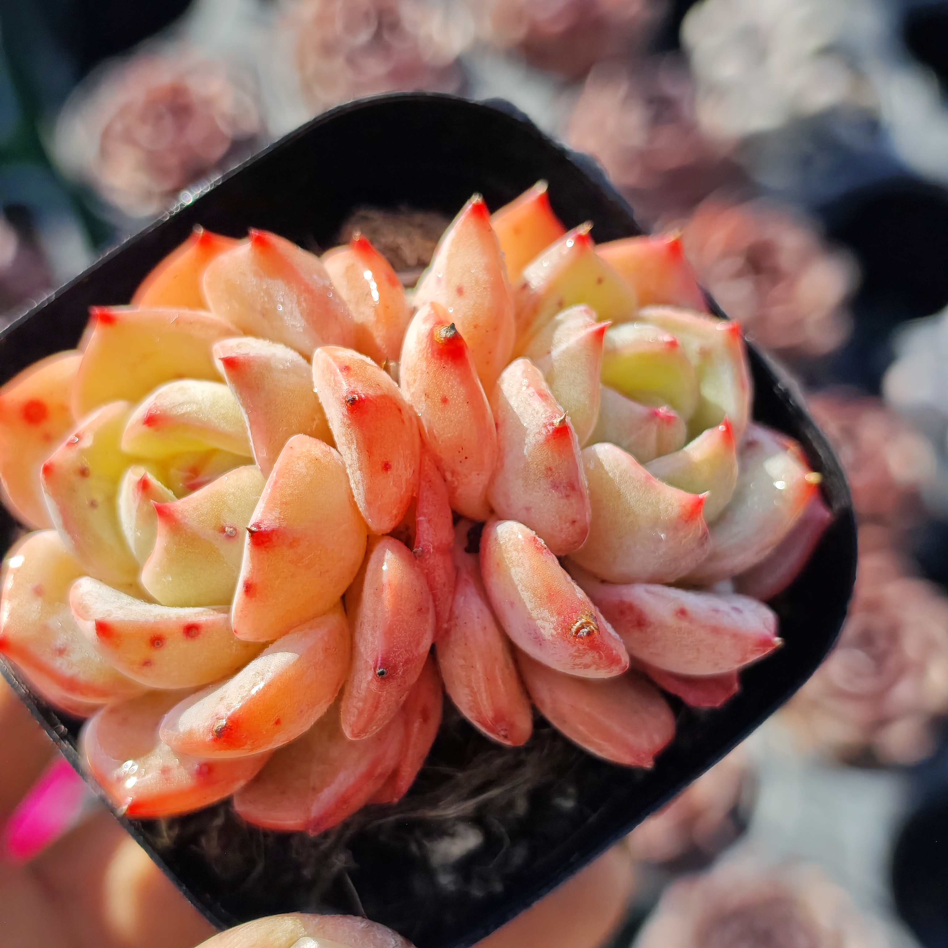 爱琴海多肉双头 6.5厘米冠幅带盆发货