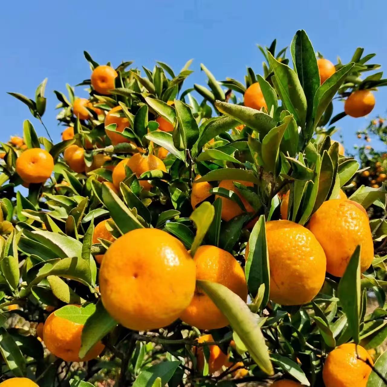 粉丝福利保靖特产蜜桔小橘子应季水果