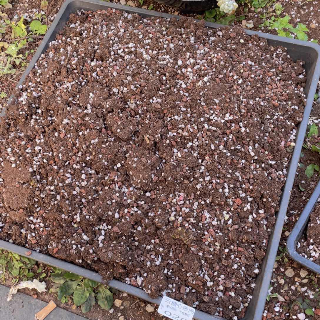 幸****孟云糖心多肉植物26