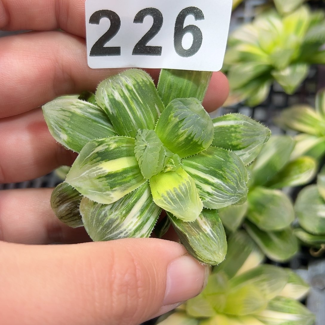 红红火火恍恍惚惚