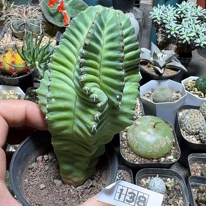 138无刺魁伟玉脱土发货