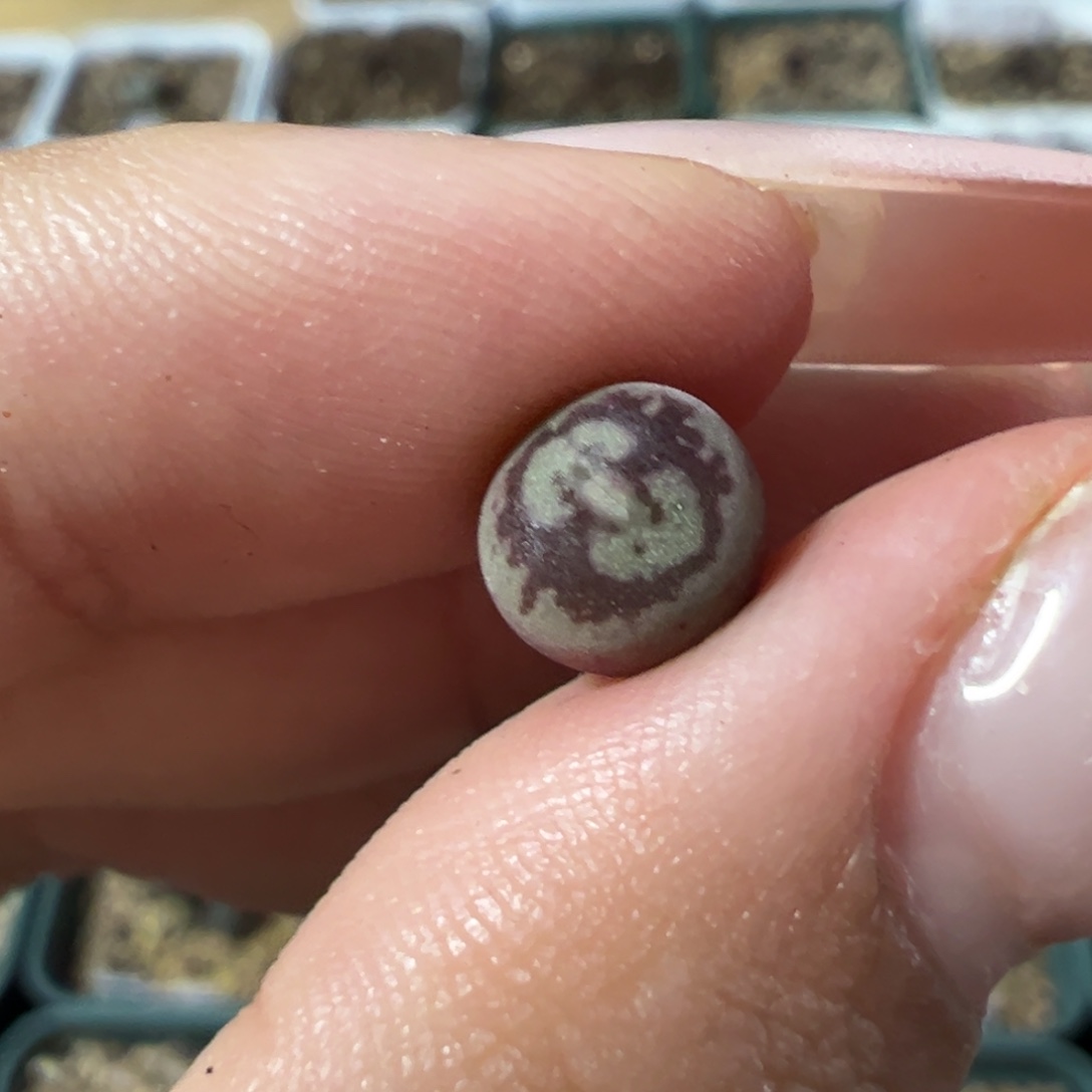 天***天大圣衍生多肉植物