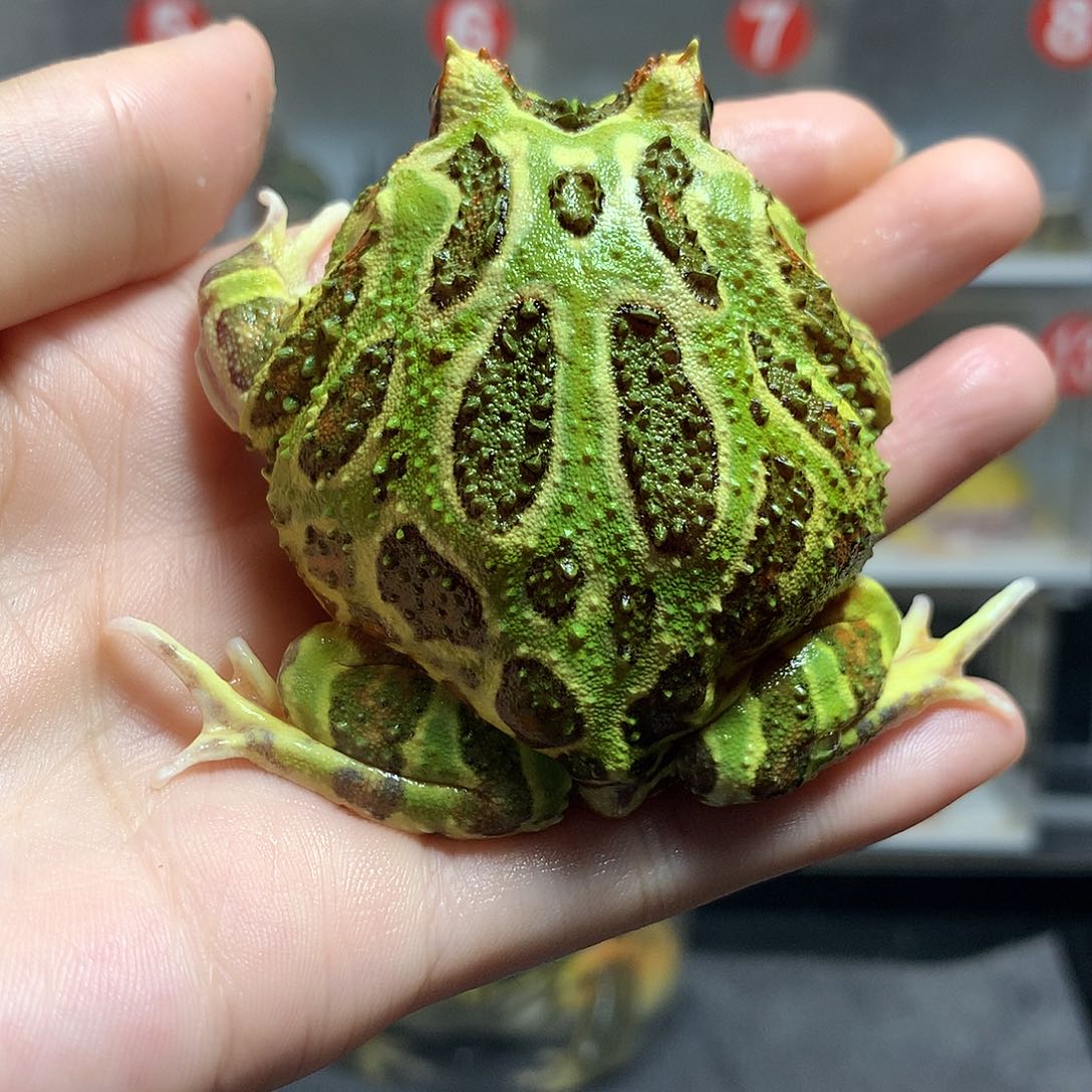 角蛙4390福利金光圈绿角公