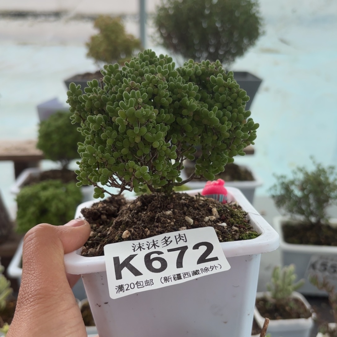 重***楼672精控蜜橘枝干福利