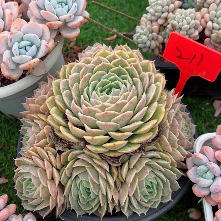 211昂斯诺平平安安健健康康