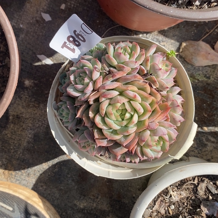 是***呀981贝利娜多肉植物