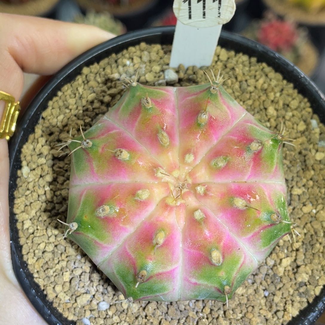 米哈星球000000000005