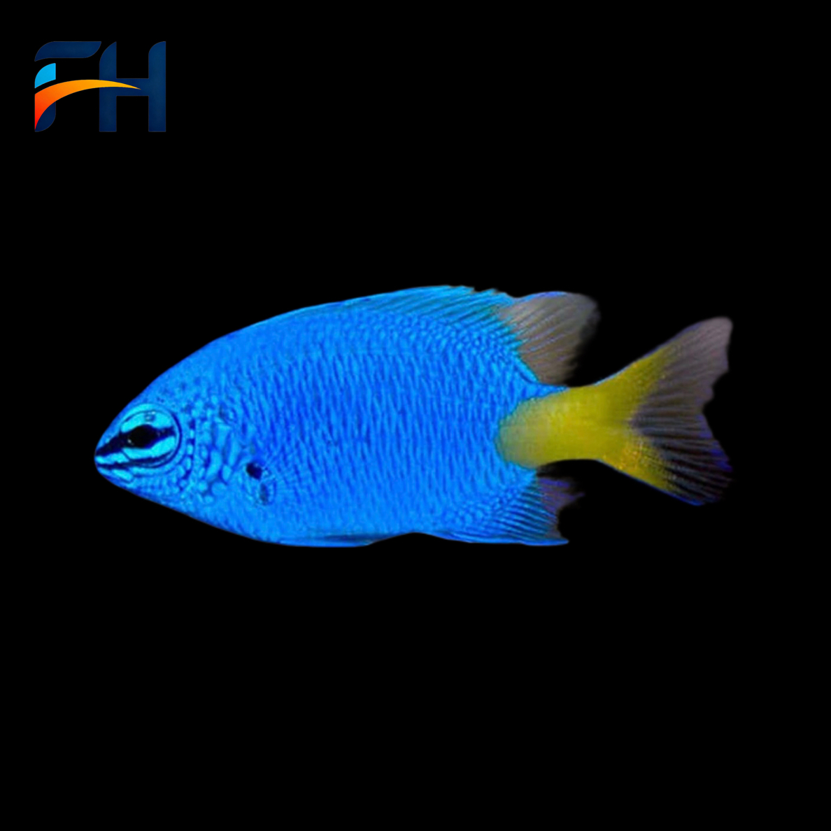 养定开口颗粒黄尾蓝魔海水观赏鱼活体水族宠物海鱼