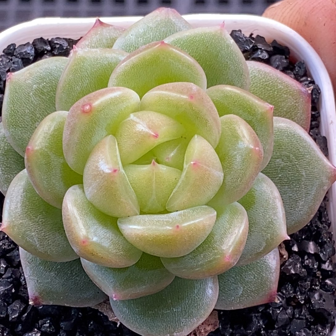 天官赐福百无禁忌