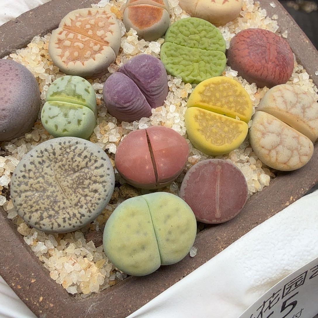 哈哈哈笑吐啊救命我草565是