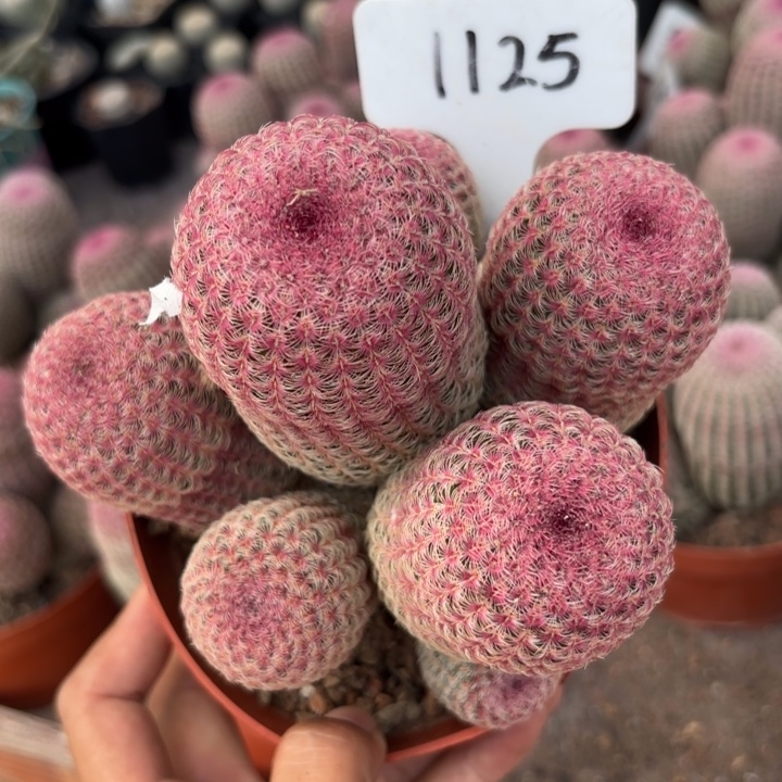 1125群生红太阳好养好活