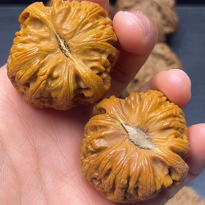 核桃秦岭突突突突突