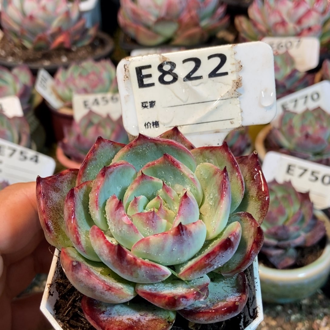 惊鸿一瞥822号多肉