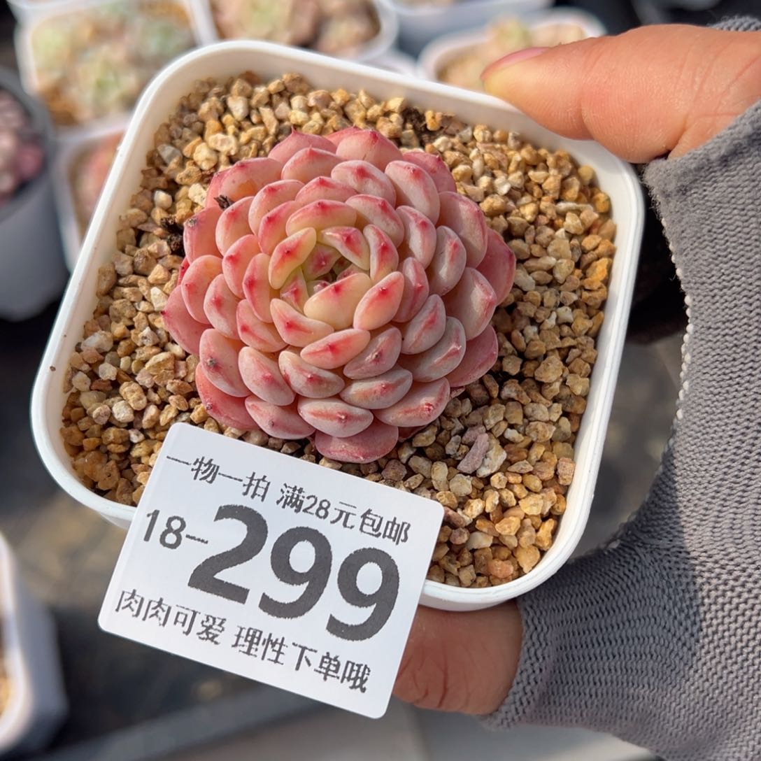 白胖子多多肉多肉多肉多肉