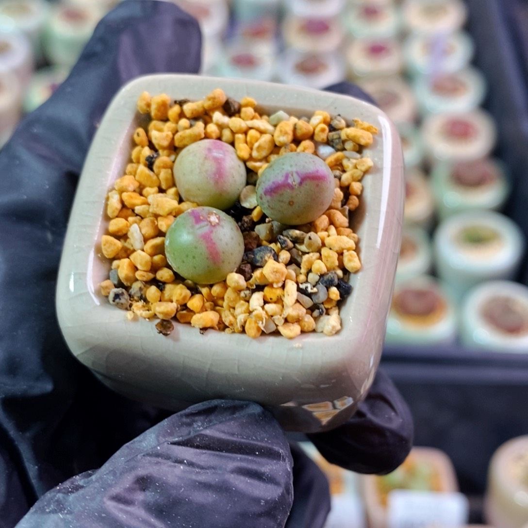 4059-一物一拍 带盆